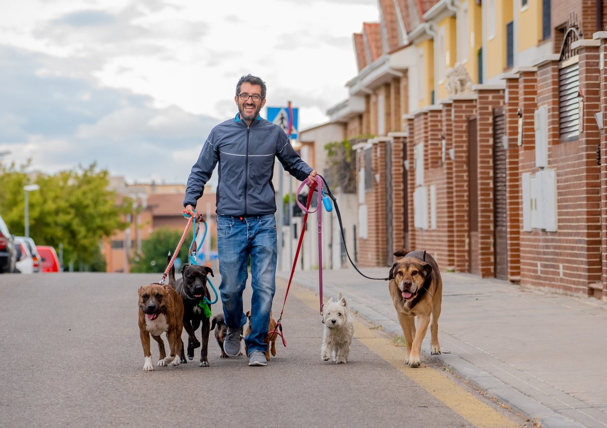 David C. — Weekend Walker & Vacation Sitter