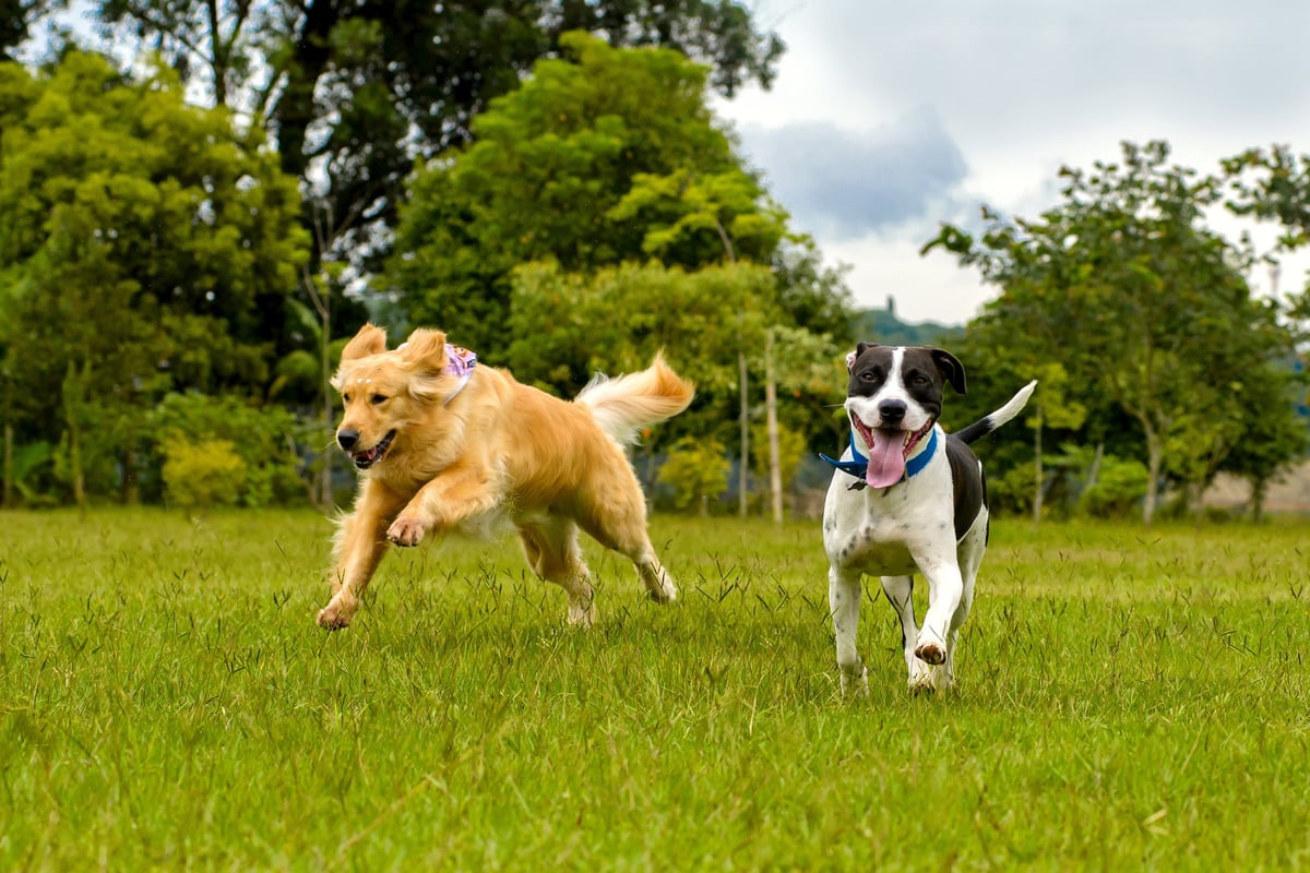 5 Things Every New Dog Owner Should Know