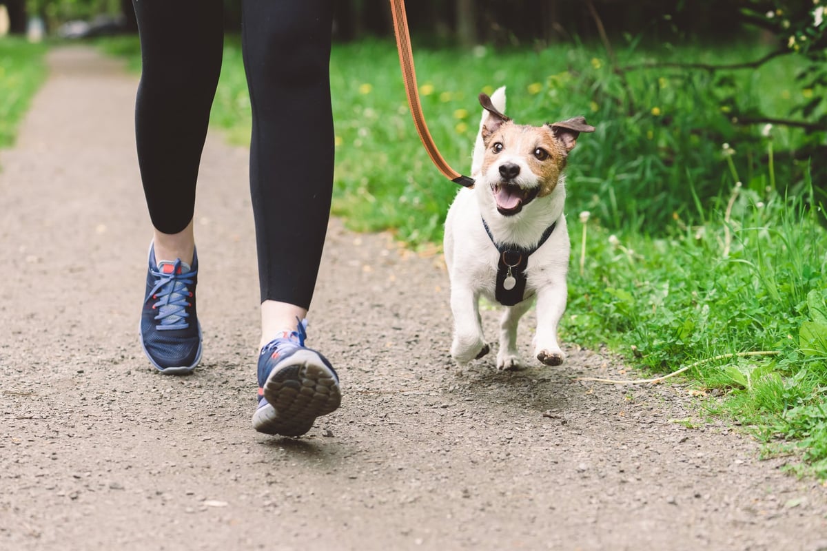 Jack Russell Terrier on leash running with owner in a green park