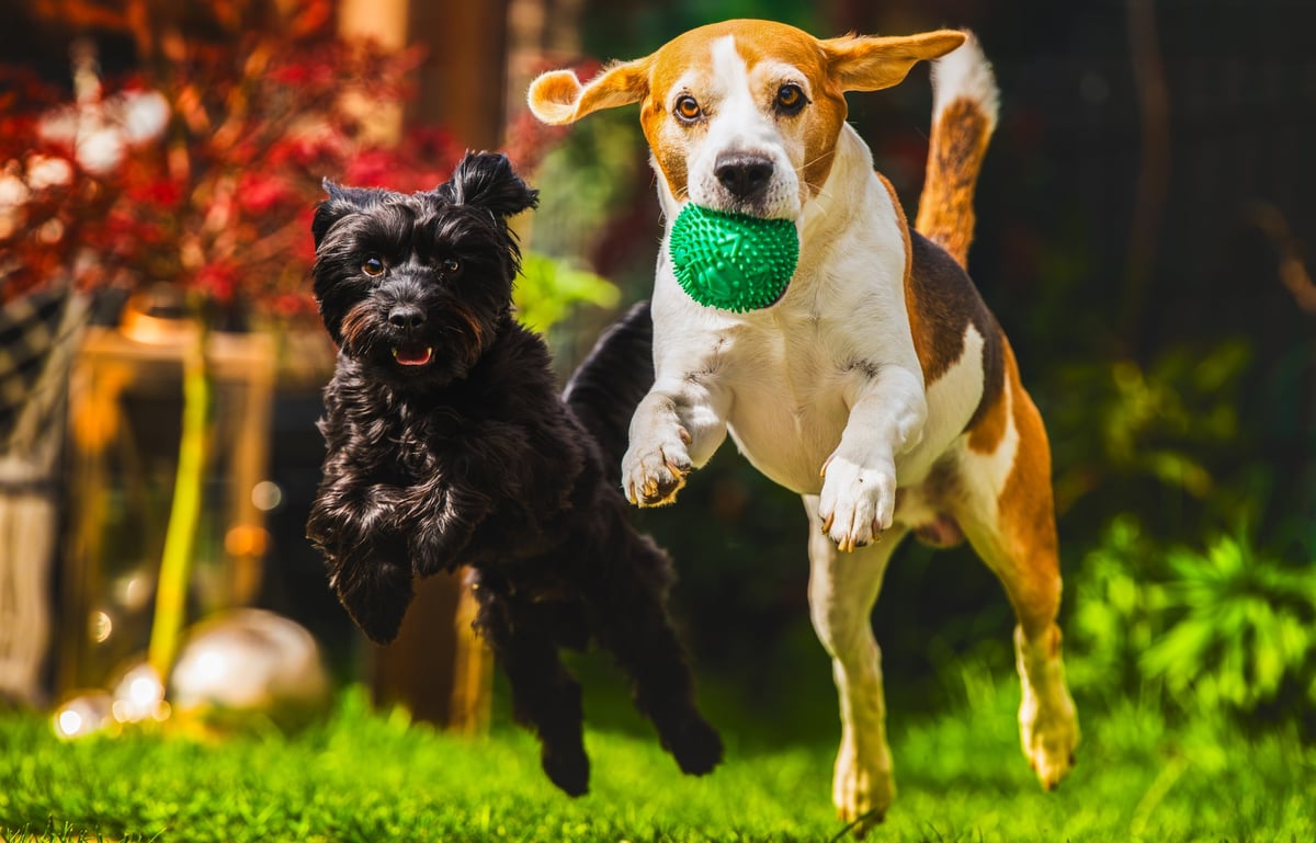 Why Consistency Matters More Than Duration for Dog Walks