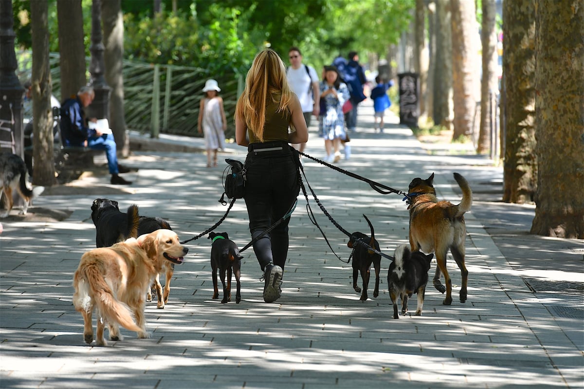 The Ultimate Guide to Apartment Dogs in NYC