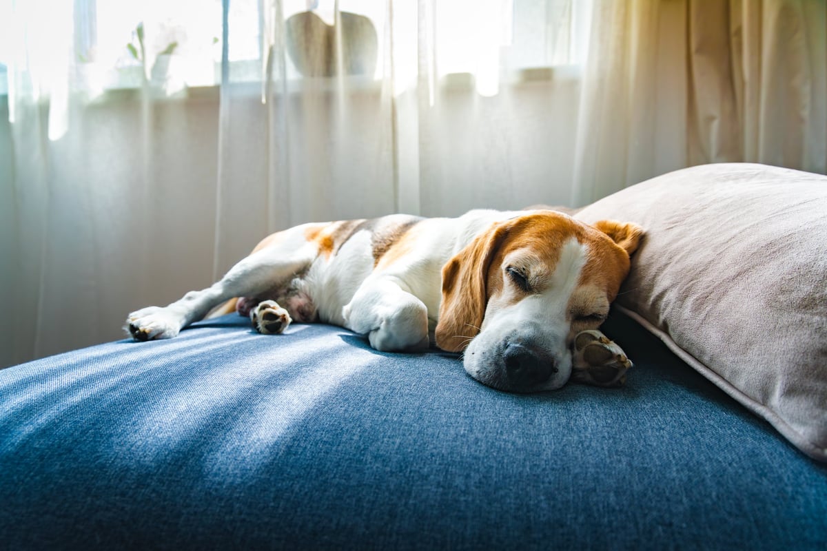 Separation Anxiety: Signs, Causes & What Actually Helps