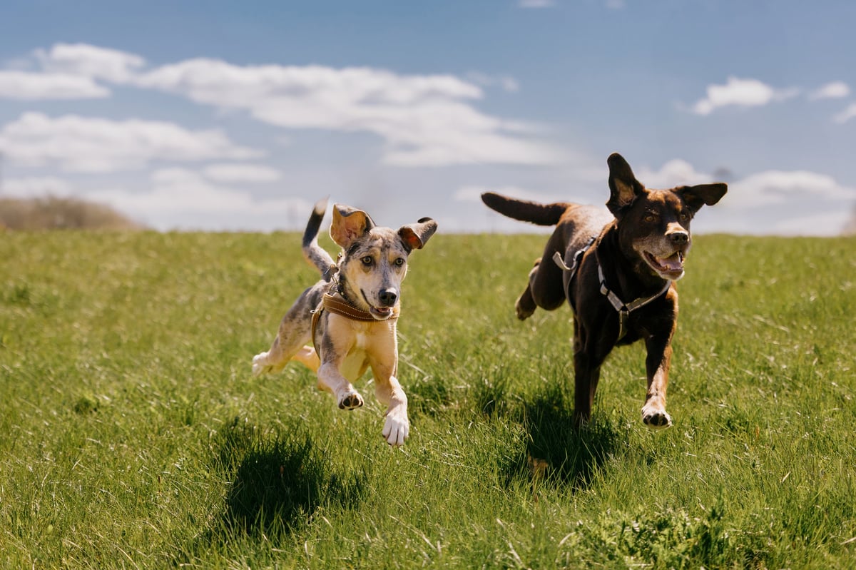 Two happy dogs running across a sunny green field against blue sky