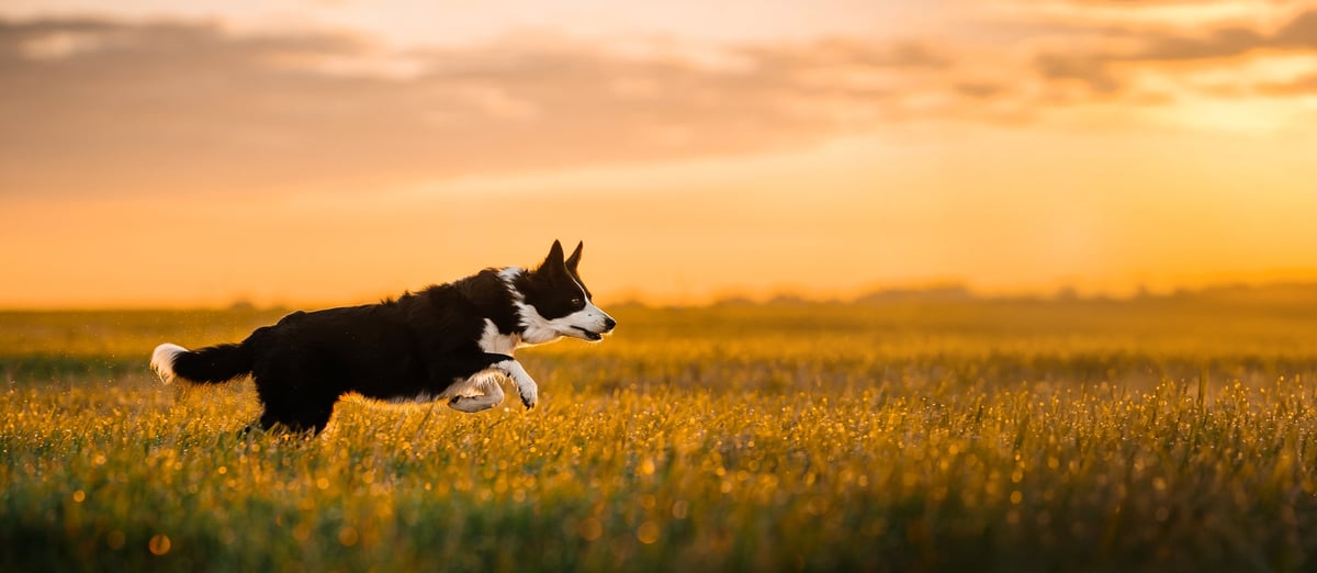 The Truth About Dog Park Etiquette No One Talks About