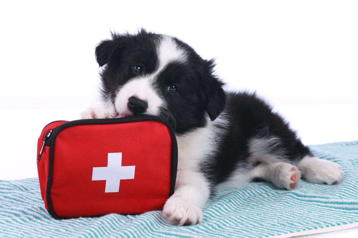 Pet First Aid Basics Every Owner Should Know